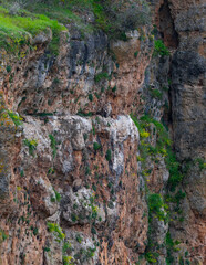 Griffon vulture (Gyps fulvus) in the Duratón River Gorges Natural Park in the province of Segovia, Autonomous Community of Castile and Leon, Spain, Europe