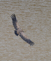 Griffon vulture (Gyps fulvus) in the Duratón River Gorges Natural Park in the province of Segovia, Autonomous Community of Castile and Leon, Spain, Europe