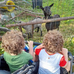 Bambini nel passeggino all'agriturismo con le caprette