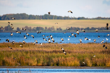 Fliegende Kiebitze an der Ostsee am Pramort.