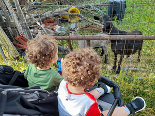 Bambini nel passeggino all'agriturismo con le caprette
