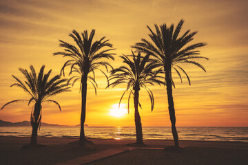 Seascape in the early morning during a beautiful sunrise. Palm trees on the beach. San Juan beach,...