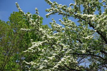 Clear blue sky and branches of blossoming pear tree in May