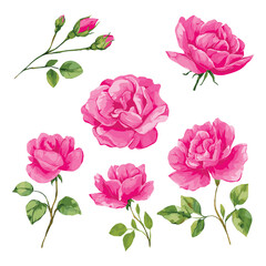 Pink roses and buds botanical illustration rose buds green leaves