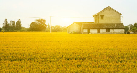 field of wheat