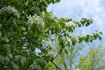 Fototapeta premium Mostly cloudy sky and branches of blossoming pear tree in May
