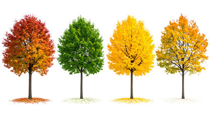 Tree changing leaves to represent all four seasons, isolated seasonal concept on transparent background.