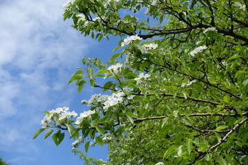 Partly cloudy sky and branches of blossoming pear tree in May