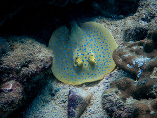 A shy stingray tucks itself behind a rocky outcrop.