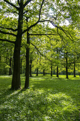 Sunlit green forest clearing with dappled light and trees