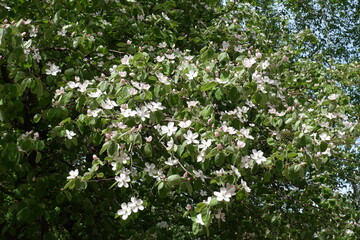 Great number of pinkish white flowers of quince tree in mid May