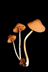 Small Wild Brown Mushroom Fungi On An Isolated Black Background