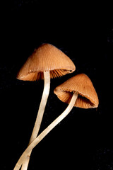 Small Wild Brown Mushroom Fungi On An Isolated Black Background