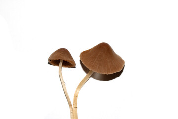 Small Wild Brown Mushroom Fungi On An Isolated White Background