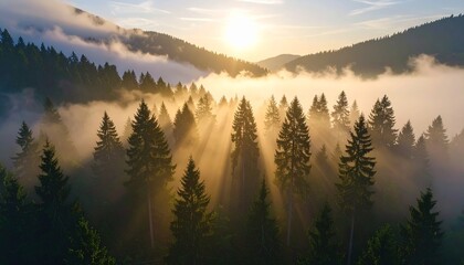 Obraz premium Foggy forest landscape at dawn, tall trees fading into the mist, soft light filtering through branches, peaceful and mysterious