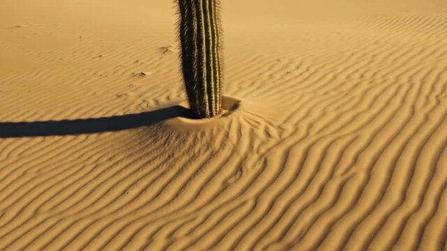 Desert cactus amidst rippled sands
