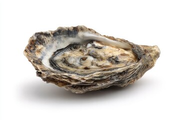 Oyster isolated on white background