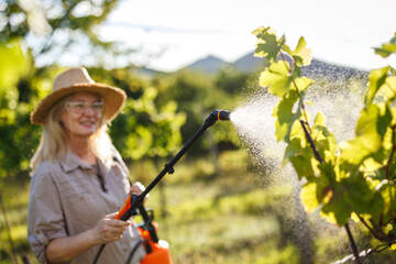 Woman farmer in straw hat spraying vineyard by crop sprayer with fungicide or pesticide at lush vine. Gardening during viticulture