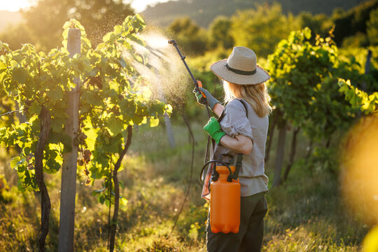 Woman farmer using crop sprayer in vineyard at sunset, applying pesticide at grapevine for sustainable plant protection. Agricultural activity
