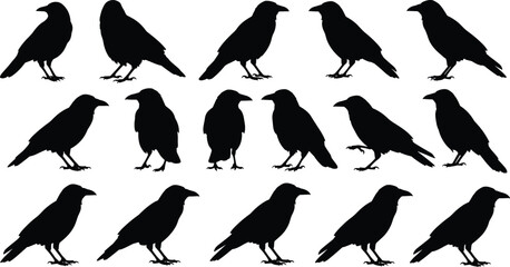 Raven and crow silhouettes collection, black bird vector set, nature wildlife clipart, flying and perched bird illustrations in various poses.