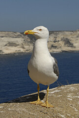 Close-up of a seagull standing on a rocky cliff with the sea in the background, under a clear blue sky. The image captures coastal wildlife in a bright, natural setting by the ocean.