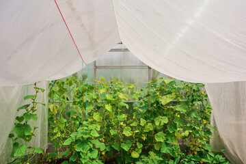 Greenhouse interior with growing cucumber plants supported by strings.The concept of growing...