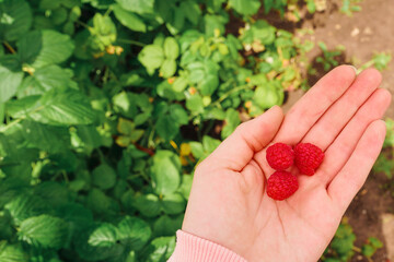 Raspberries are lying in a woman's palm. Picking fresh berries in a garden in summer
