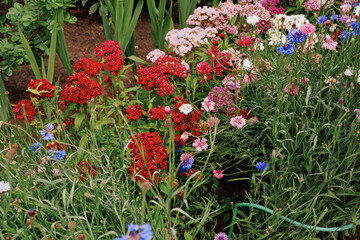 colorful bright flowers grow in the garden