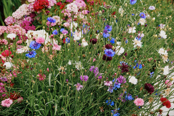 colorful bright flowers grow in the garden