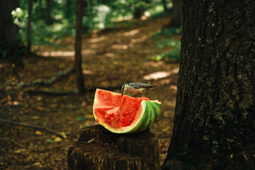 a small bird is sitting on a watermelon and eating it. A funny bird in the forest is eating watermelon seeds
