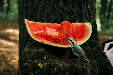 a small bird is sitting on a watermelon and eating it. A funny bird in the forest is eating watermelon seeds