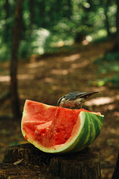 Naklejki a small bird is sitting on a watermelon and eating it. A funny bird in the forest is eating watermelon seeds