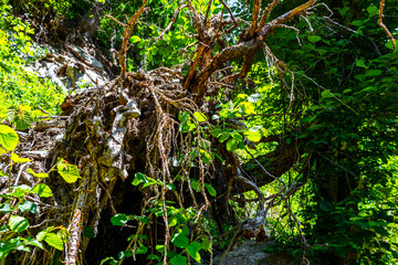 Uprooted tree after storm in the forest in Tyrol Austria.