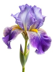 Striking Purple Iris Bloom Isolated on White Background, showcasing Floral Beauty