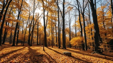 Goldenes Licht fällt durch herbstliche Bäume und beleuchtet den Waldboden im Sonnenlicht