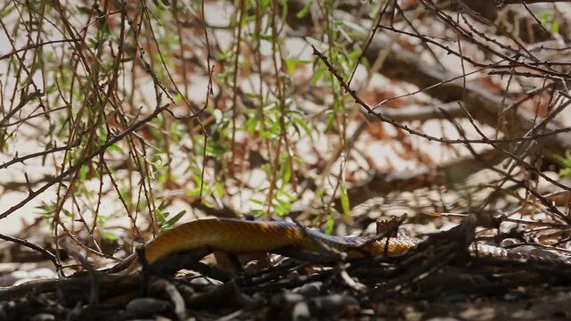 Cape cobra moving on the ground under shadow in Kgalagadi transfrontier park, South Africa; specie Naja nivea family of Elapidae