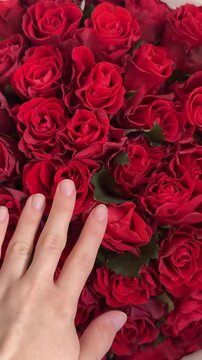 roses vertical video red bouquet 51 girl touches them with her hand birthday holiday flowers
