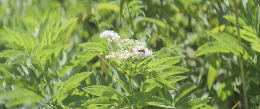 Spotted Sulphur on Sambucus ebulus plant 4K scope video