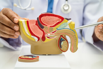 Male reproductive system, Asian doctor holding human anatomy model for study diagnosis and...