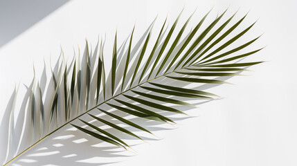 Fototapeta premium Fond composé d'un mur blanc, avec lumière et ombre de la branche d'une plante. Ambiance calme, épurée, luxe. Arrière-plan pour conception et création graphique. 