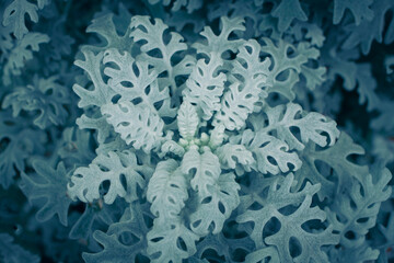 Beautiful plant background texture. Leaves on the branches of Jacobea maritima