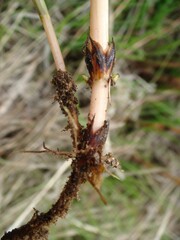 Equisetum arvense stem and root close-up photographed in Korea