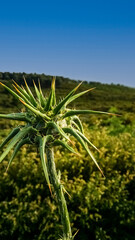 Obraz premium aloe vera plant in the desert