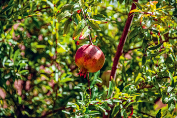 red apples on a tree