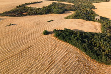 Crop field in summer, drone view from above