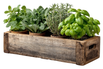 Rustic Herb Garden Mint Sage Rosemary Basil in Wooden Crate Fresh Aromatic Culinary Sustainable