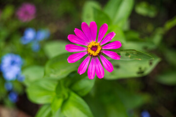 Obraz premium bee on a flower