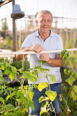 Positive mature man tying cucumber sprouts to wooden stakes in her garden