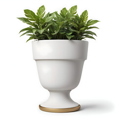 Bright orange blooming flowers in white ceramic pot with lush green leaves isolated on white background