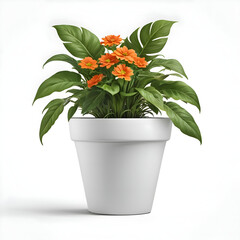 Bright orange blooming flowers in white ceramic pot with lush green leaves isolated on white background